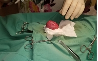 Laser surgery  by Best Pets Animal Clinic 