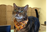Fear free visits by Best Pets Animal Clinic 