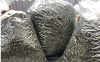 19.6 % CBD Cherry Bubblegum Smokeable Hemp Flower by Colorado Green Hemp Inc.