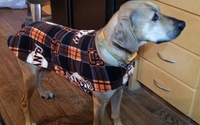 Sweaters, leashes, collars, bandanas, dog carriers & more by M & B Pet Apparel