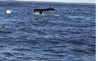 Private whale watch charters by Tomahawk Charters