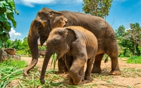 9 Days Bangkok and Phuket by R & R Travel, LLC