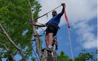 Tree trimming by Callahan Tree Care