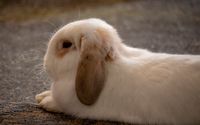 Pet Photography by Rondom Graphics