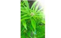 Nomad Pharmaceuticals by CBD nomad