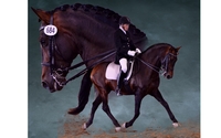 Dressage riding lessons by Classical Legacy Dressage