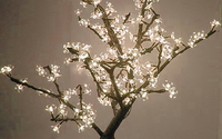 Cherry Trees  by JVS Christmas & Event Lighting