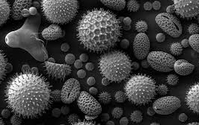 Mold Testing by 1st American Home Inspections