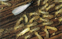 Termite Inspections by 1st American Home Inspections