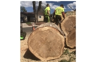 Tree removal  by Takem Out Tree Service