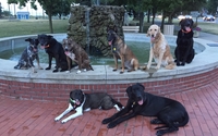 Dog Training by Erie Shores K9 Academy