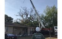 Tree Removals by Kevin’s Tree Service