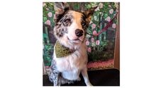 Professional Grooming  by Chris's Dog Hotel No Cages Luxury Pet Resort