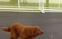 Dog Training by Happy Hound Dog Resorts