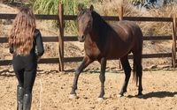 Horse training by Human Horse Sensing