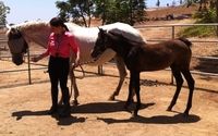 Horse starting and saddle breaking (any age is welcome) by Human Horse Sensing