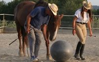Horsemanship clinics  by Human Horse Sensing