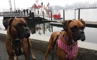 Dog Walking by Jeffries Point Dog Walking & Boarding