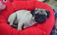 Dog Sitting/Boarding by Jeffries Point Dog Walking & Boarding