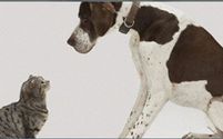 Pet Sitting, Dog Walking, Pet Transportation, Over Night Care. by Pet Concierge Tampa Bay Pet Sitting and Dog Walking