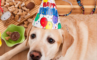 Little Sadie's Birthday Cookie Cake by Little Sadie's & Pet Concierge Tampa Bay