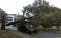 Tree Removal by DN Bobcat Service