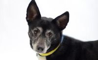 Pet Rescue and Adoption by NAWS Humane Society of Illinois