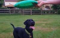 Pop-In Service by Redleg Pet Services