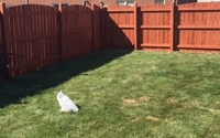 AFTER Pic of Fence Restoration by Gin-Sue Enterprises, LLC