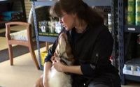 Gentle cat and dog grooming by For K-9s & Felines, LLC