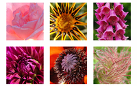 Fine Art Groupings by MJ Galleries