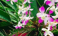 Singing Orchid Garden by Mermaid Dreams Bed and Breakfast