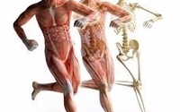 Muscle and Movement Coaching by Vitality Living