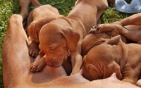 List of approved Natural Rearing Dog Breeders by Natural Rearing Breeders Association