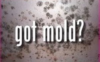 Mold Testing by Walter Wilson Inspection & Testing