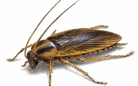 Guaranteed Pest Elimination by APS Pest and Termite Extermination
