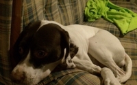 We help keep pets in their own homes by Pet Assistance, Inc.