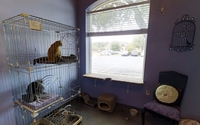 Cat boarding by The Posh Paw Resort