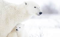 Wildlife Tissue Analysis by TrichAnalytics Inc