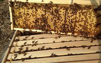 Dixie Bee Supply by Ag + Art Tour of Lancaster County