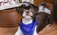 Pet Photography by David Eric Studio of Photography