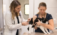 Vaccinations by Blue Door Mobile Veterinary Services