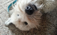 A great kennel alternative! by The Pet Nanny of St. Cloud LLC
