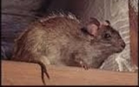 Rodent exclusion and trapping by 1st Response Pest Control