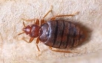Bed bugs by 1st Response Pest Control