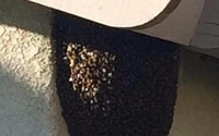 Bees by 1st Response Pest Control