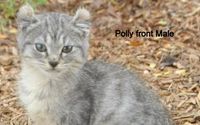Highlander Kittens Available by Forever Kittens Cattery