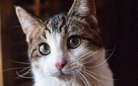Holiday Cat Care  by Around The Block Pet Care LLC