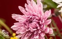 Photography Lesson Gift Certificates by Robert DiTommaso Photography LLC