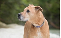 Health Services by Riverchase Animal Hospital